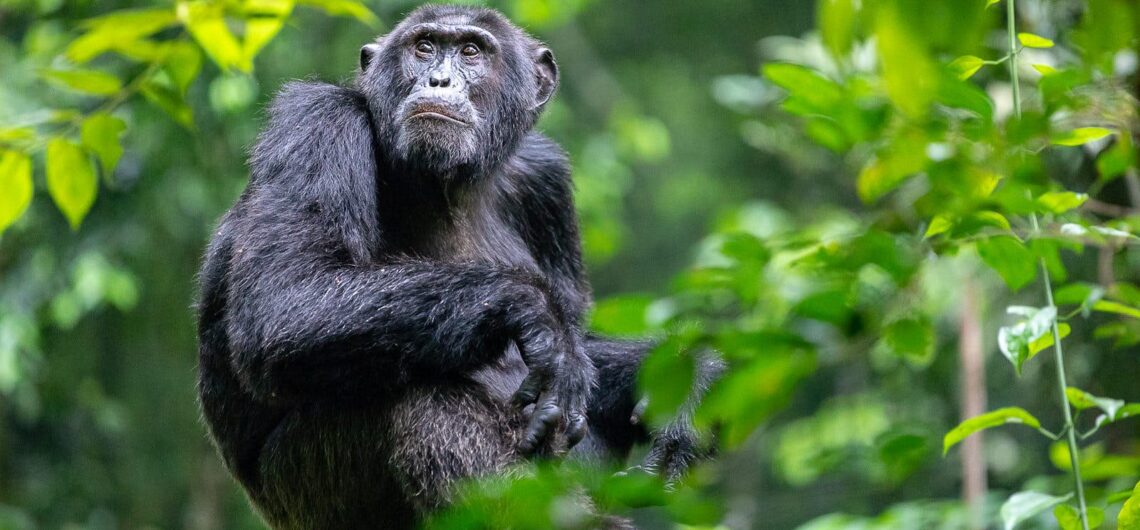Facts a Tourist Should know about Chimpanzees the incredible primates and astonishing creatures that adjust in the tropical woods of Africa