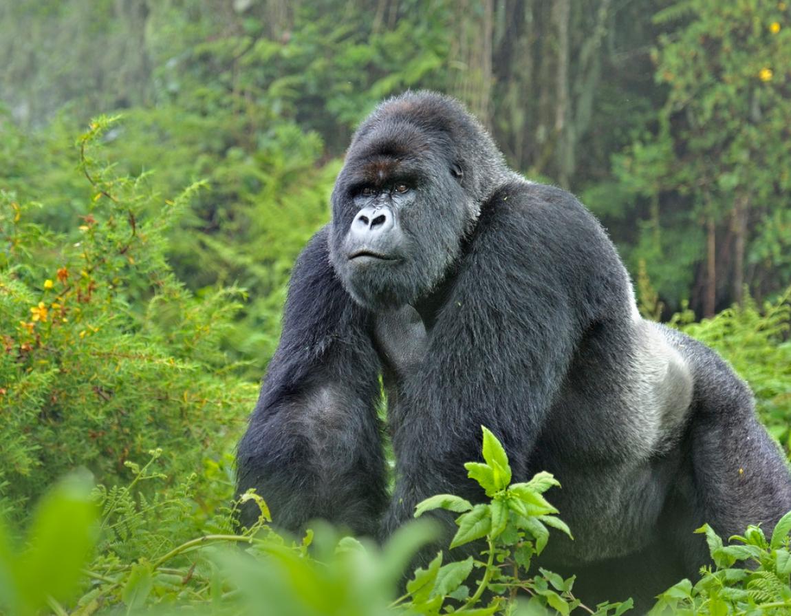 Interesting Things about Mountain Gorillas