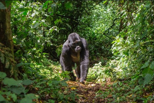 Booking Gorilla Permits in Uganda and Cancellation strategy