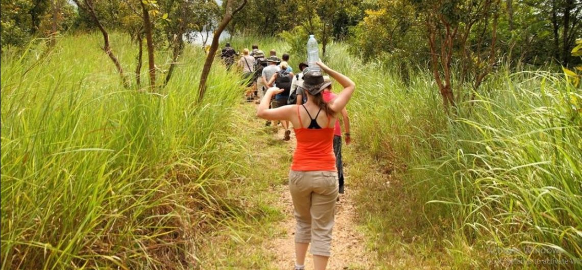 Nature Walks in Uganda is an unforgettable experience as you observe animals up close on exhilarating expeditions across natural areas