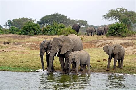 Queen Elizabeth National park