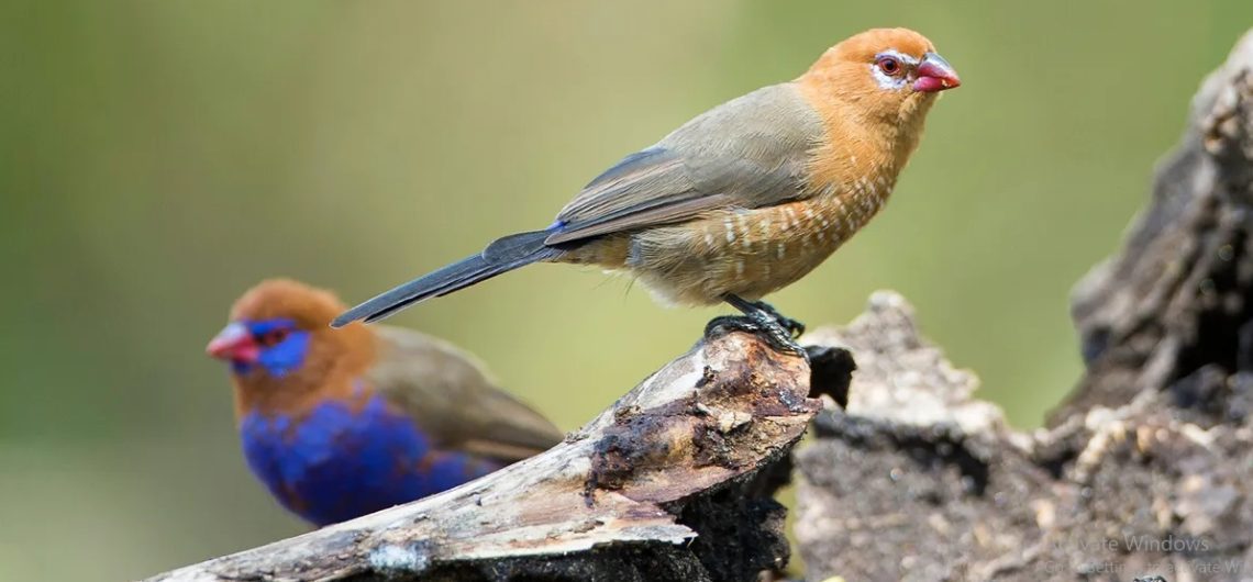 Where can I see birds in Kenya: a bird lover's heaven with 1154 bird species, 11 being endemic like William’s Lark, Hinde’s Babbler etc