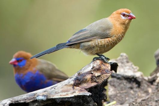 WHERE CAN I SEE BIRDS IN KENYA?