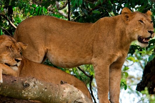 What is Queen Elizabeth national park famous for?