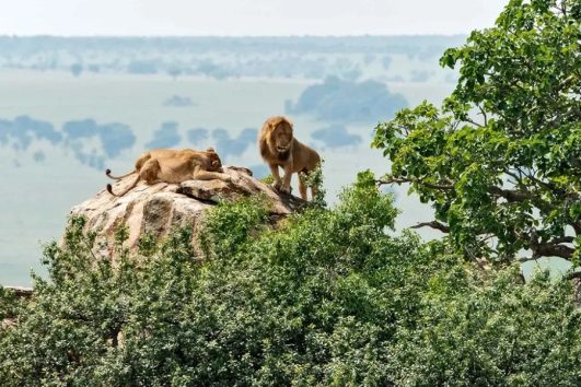 What is making Kidepo national park famous?