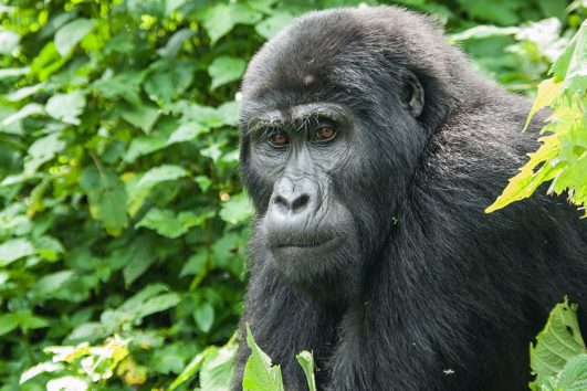Why Visit/Trek Mountain  Gorillas