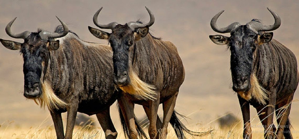 Wildebeests of Kenya: The wildebeest migration is an amazing annual occasion to watch that you should include on your to do list in Africa
