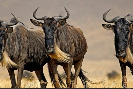 Wildebeests Kenya