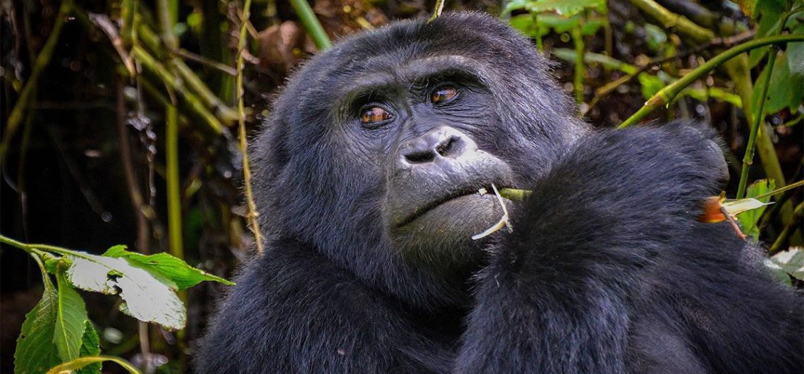 Uganda and Rwanda. Throughout the long-term Gorilla Tracking has been the number 1 top action for most vacationers who travel to Uganda/Rwanda