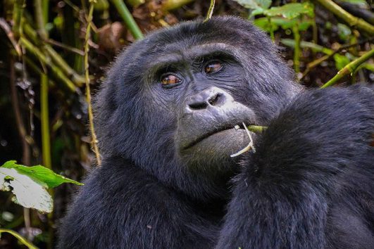 Gorilla tracking Guide in Uganda and Rwanda
