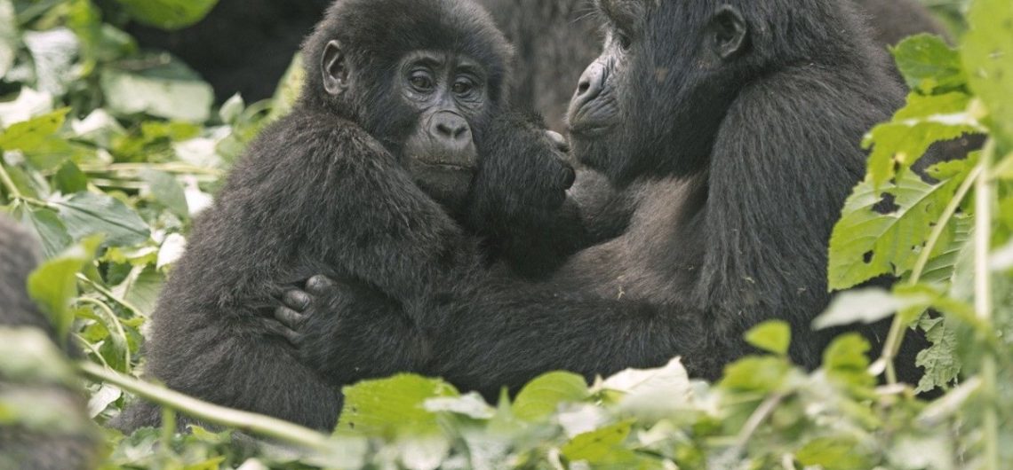 Gorilla families in Rwanda: Volcanoes National Park has ten Gorilla groups with approximately 380 mountain gorillas in total