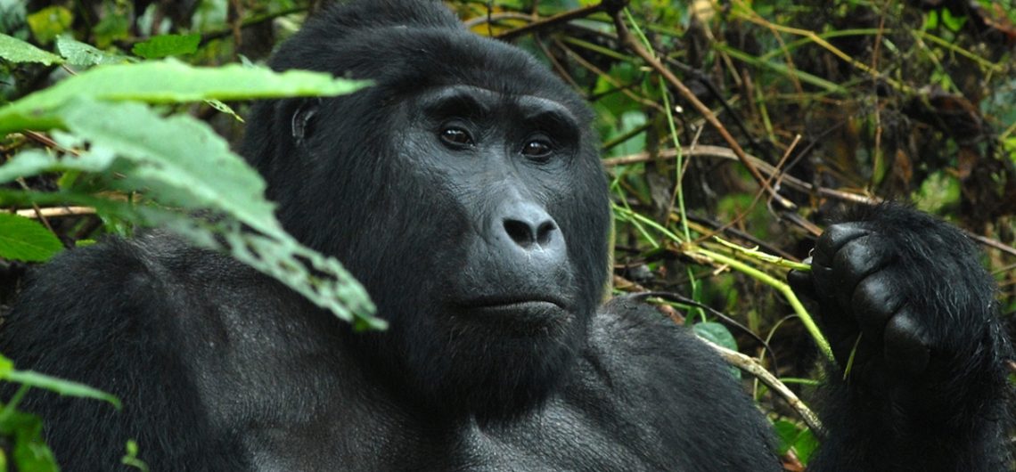 Gorilla Trekking in Uganda & Rwanda: mountain gorillas are undoubtedly the main reason why so many people visit these two countries