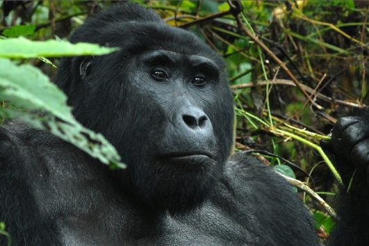 Gorilla Trekking in Uganda & Rwanda, Bwindi Forest with Amakula African safaris