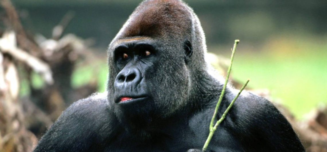 Luxury Gorilla safaris: Seeing gorillas in Africa is one of the most unforgettable safari experiences you will ever have