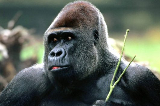 Luxury Gorilla safaris