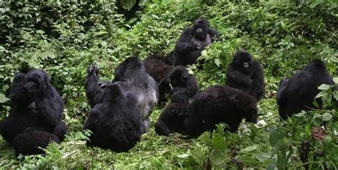 Karisimbi Gorilla Group (Susa-B)