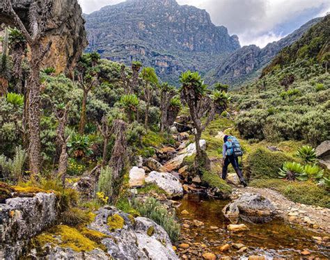 Mountain Rwenzori national Park