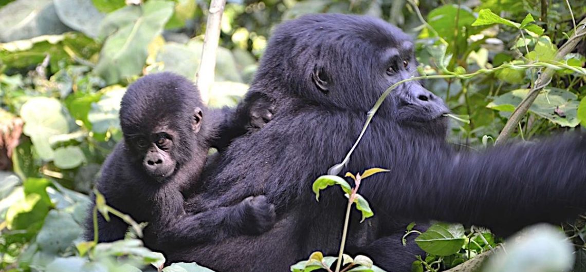 Qualifications for gorilla trekking: This is one of the most incredible travel encounters on the planet found in Uganda, Rwanda and DR Congo