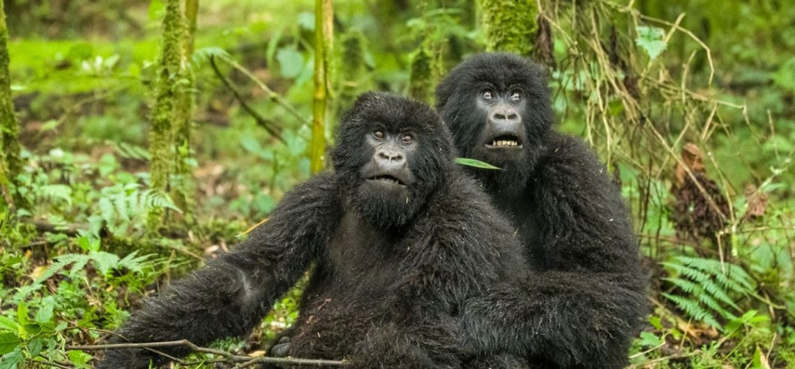 What You Need to know about Gorilla trekking: You can track down them and see them in Africa, in the nations of Uganda, Rwanda, and the DRC