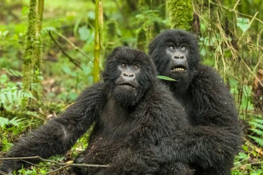 WHAT YOU NEED TO KNOW ABOUT GORILLA TREKKING