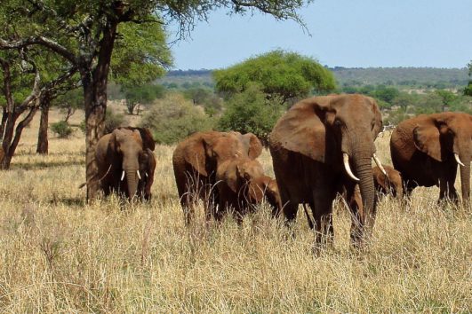 Tanzania Tours and Safaris | Arusha National Park Safari Tours | Arusha National Park Safari Lodges and Accommodation