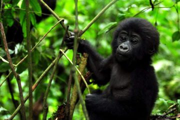 11 Days Uganda, Rwanda & Congo Safari Holiday