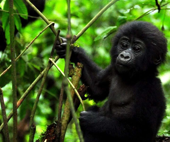 11 Days Uganda, Rwanda & Congo Safari Holiday