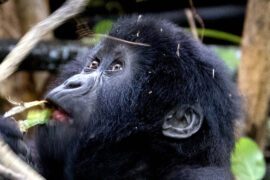 14-Days Uganda Gorilla Tracking And Wildlife Adventure Safari