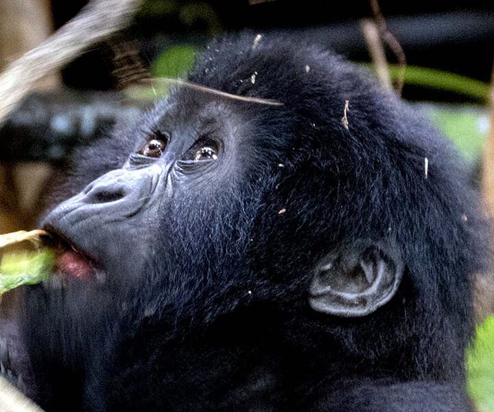 14-Days Uganda Gorilla Tracking And Wildlife Adventure Safari