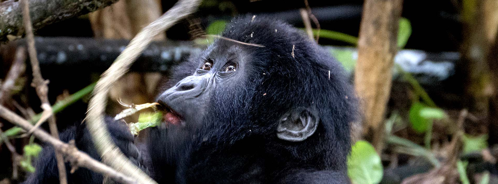 14-Days Uganda Gorilla Tracking And Wildlife Adventure Safari