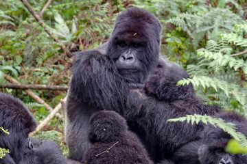 2 Days Rwanda Mountain Gorilla Trekking Safari