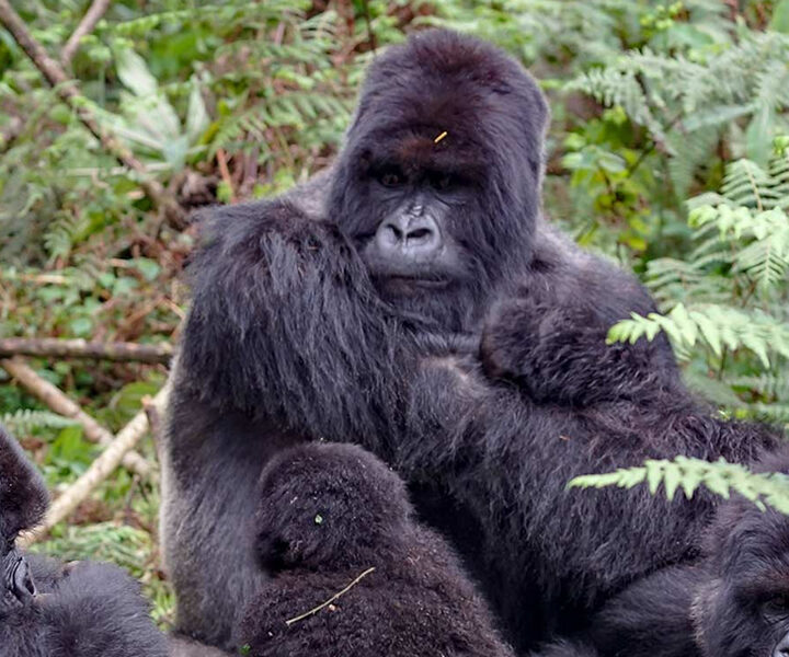 2 Days Rwanda Mountain Gorilla Trekking Safari
