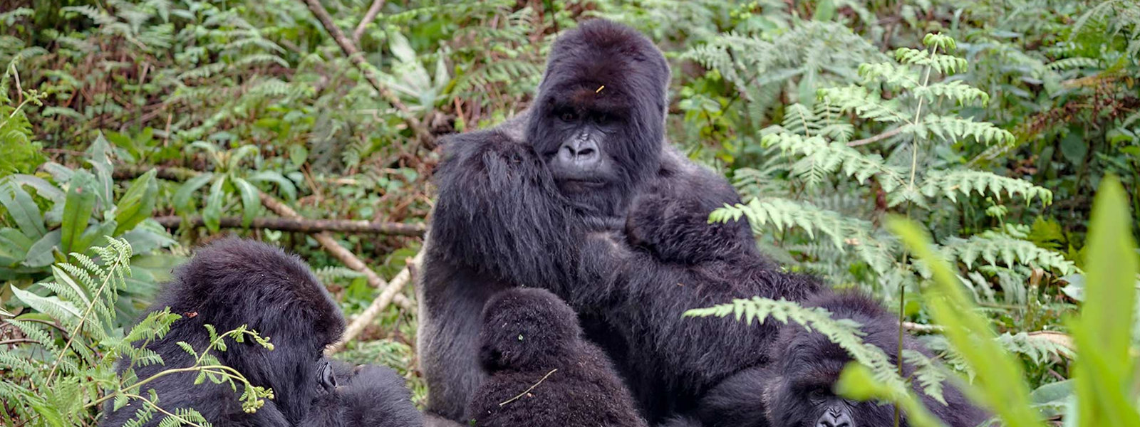 2 Days Rwanda Mountain Gorilla Trekking Safari
