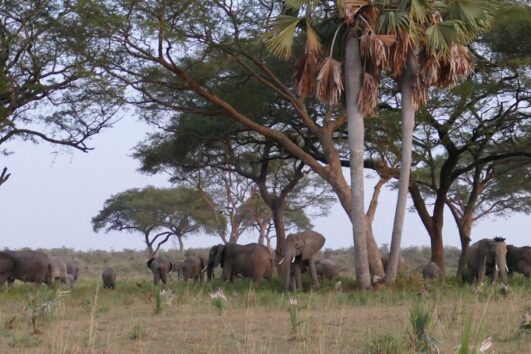 3 Days Wildlife Safari To Murchison Falls National Park
