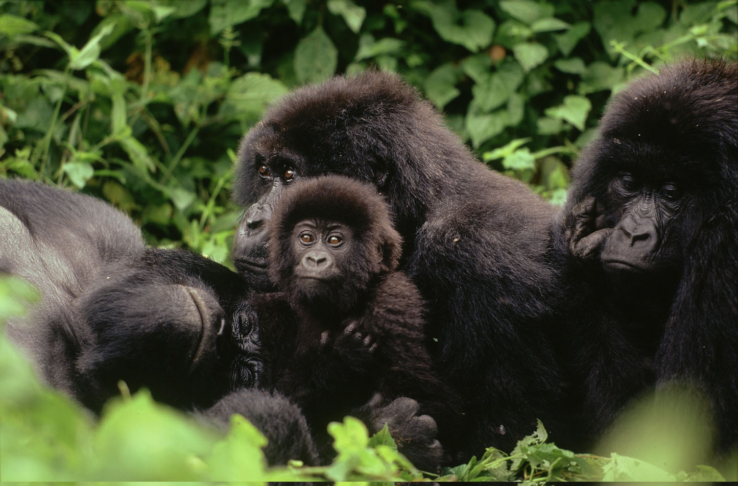 Gorilla Trekking In Democratic Republic of Congo