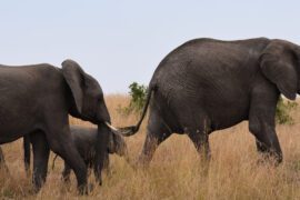 4-day wildlife safari to Kidepo Valley National Park