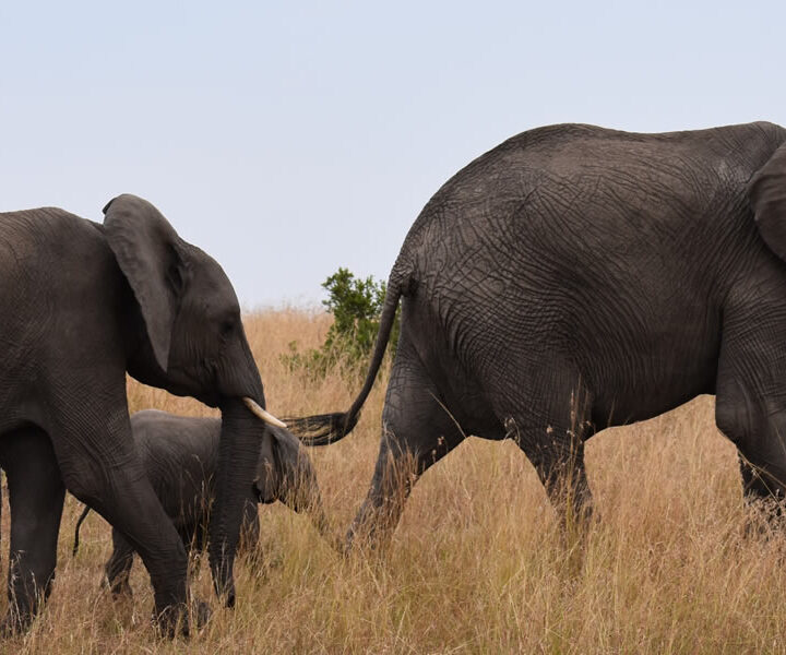 4-day wildlife safari to Kidepo Valley National Park