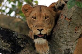 5 Days Of Uganda's Wildlife Safari