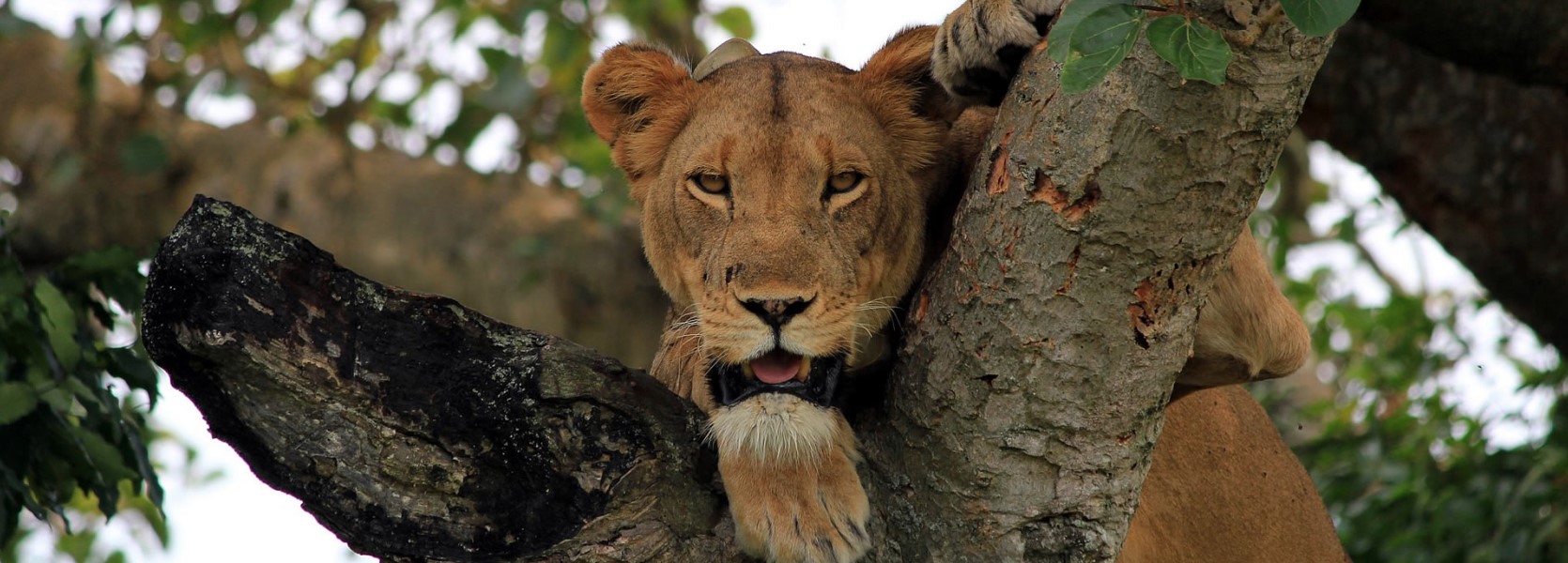 5 Days Of Uganda's Wildlife Safari