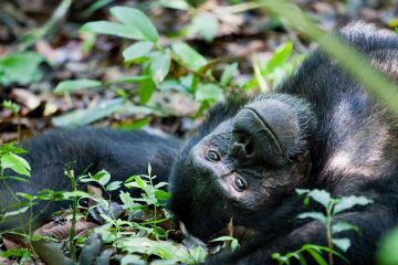 6 Days Uganda Adventures And Gorilla Trekking Safari
