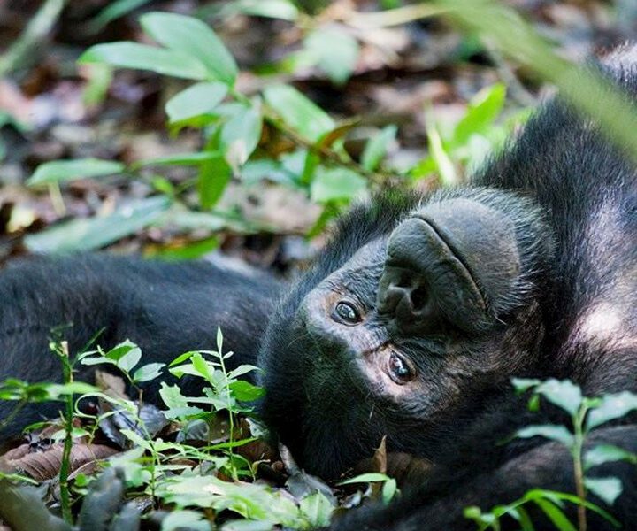 6 Days Uganda Adventures And Gorilla Trekking Safari