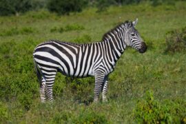 Around Lake Mburo National Park