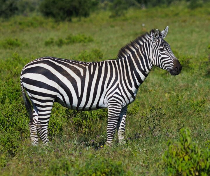 Around Lake Mburo National Park