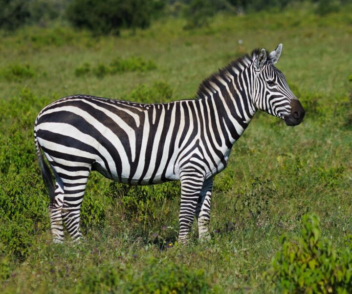 Around Lake Mburo National Park