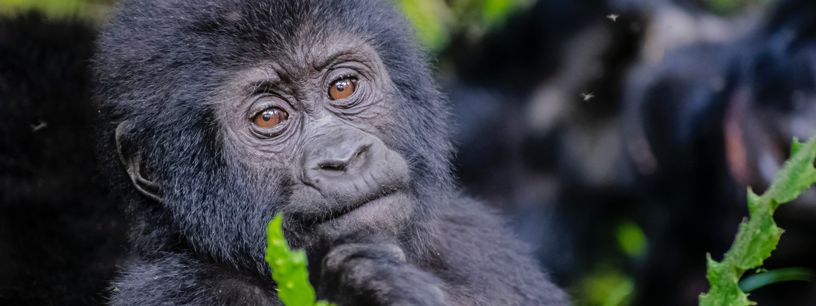 Best of Uganda Ideal Primate tour-10 Days