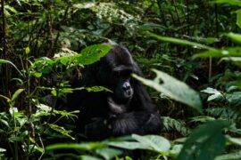Best of Uganda Safaris with Gorillas-8 Days
