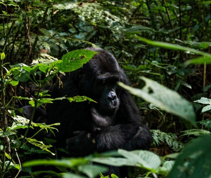 Best of Uganda Safaris with Gorillas-8 Days