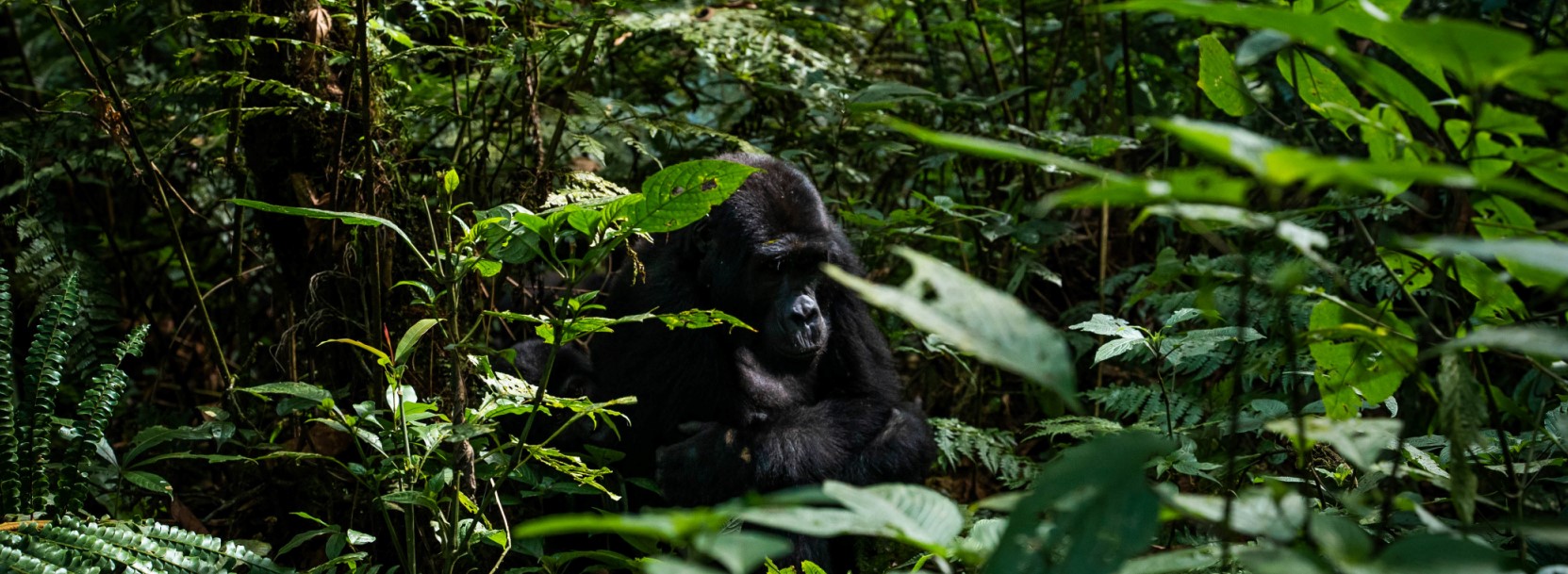 Best of Uganda Safaris with Gorillas-8 Days