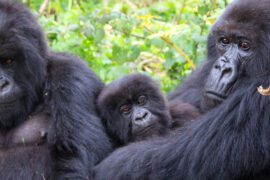 Bwindi Mountain Gorilla Trekking Safari