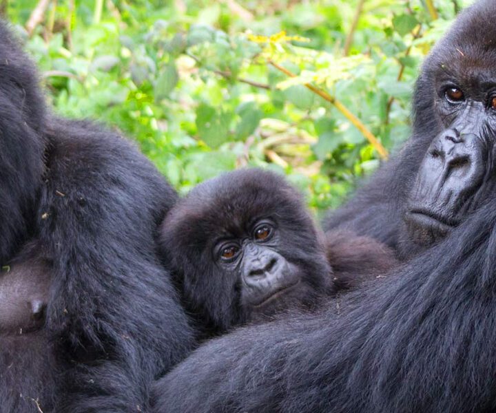 Bwindi Mountain Gorilla Trekking Safari